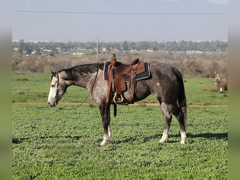 Caballo cuarto de milla Yegua 3 años 155 cm Tordo rodado in Norco