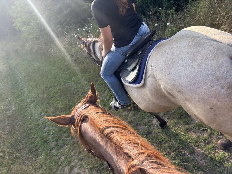 Caballo cuarto de milla Yegua 3 años 156 cm Grullo in Höringen