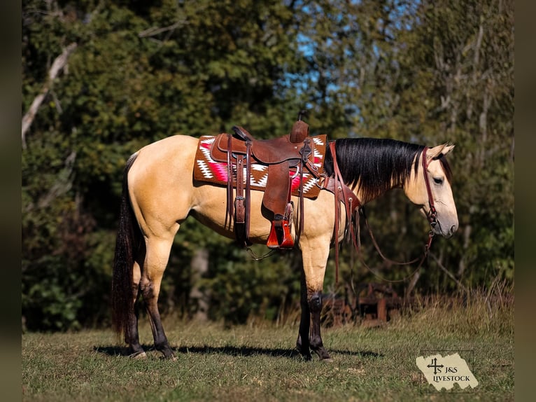 Caballo cuarto de milla Yegua 3 años 157 cm Buckskin/Bayo in Santa Fe