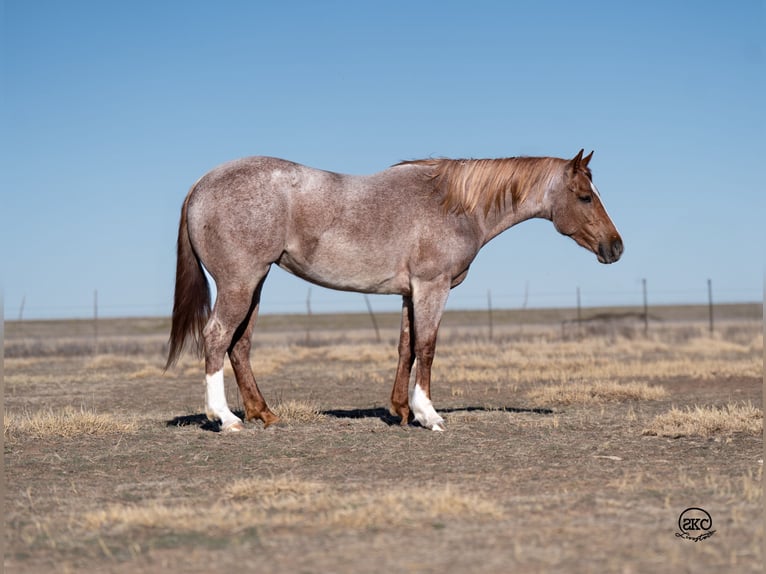 Caballo cuarto de milla Yegua 3 años 157 cm Ruano alazán in Canyon, TX