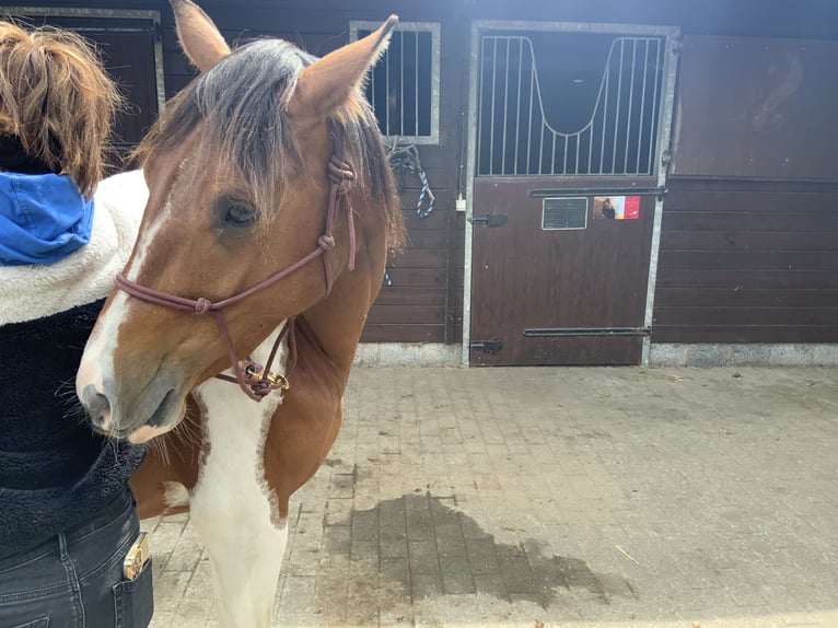 Caballo cuarto de milla Yegua 3 años 157 cm Tobiano-todas las-capas in ElverseleLokeren