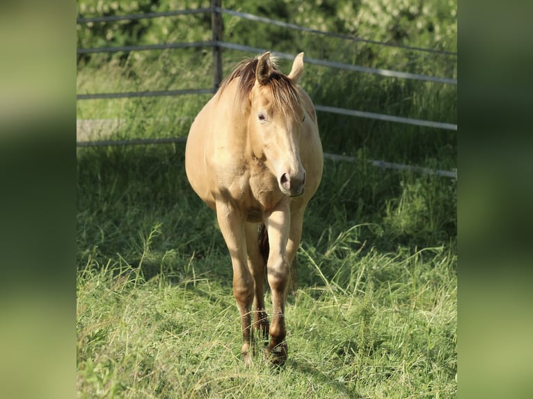 Caballo cuarto de milla Mestizo Yegua 3 años 158 cm Champán in Waldshut-Tiengen
