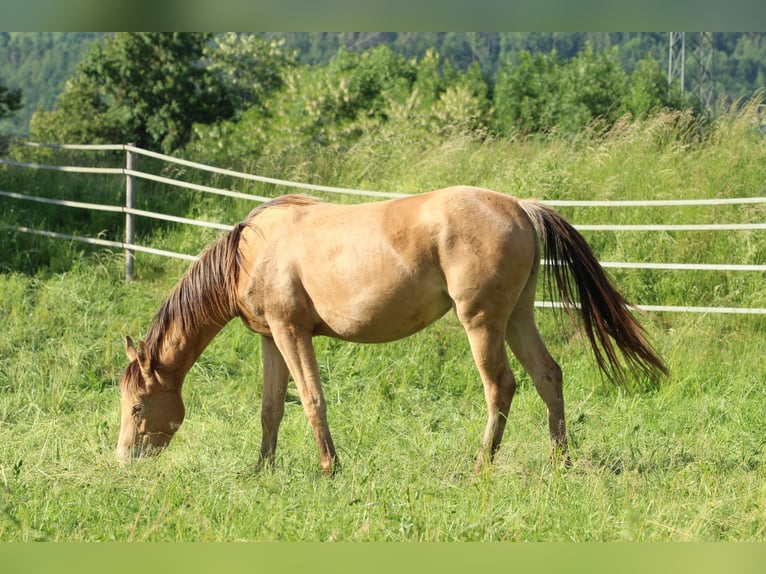 Caballo cuarto de milla Mestizo Yegua 3 años 158 cm Champán in Waldshut-Tiengen