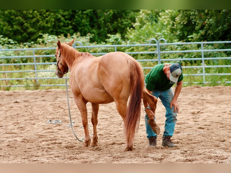 Caballo cuarto de milla Yegua 3 años 159 cm in Hennef