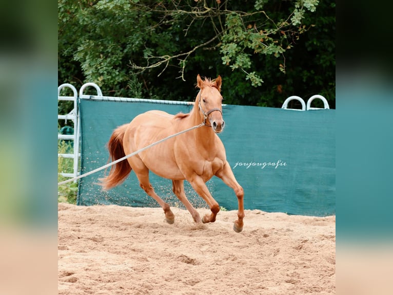 Caballo cuarto de milla Yegua 3 años 159 cm in Hennef