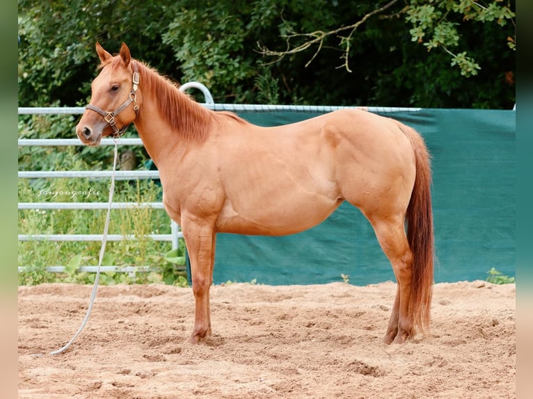 Caballo cuarto de milla Yegua 3 años 159 cm in Hennef