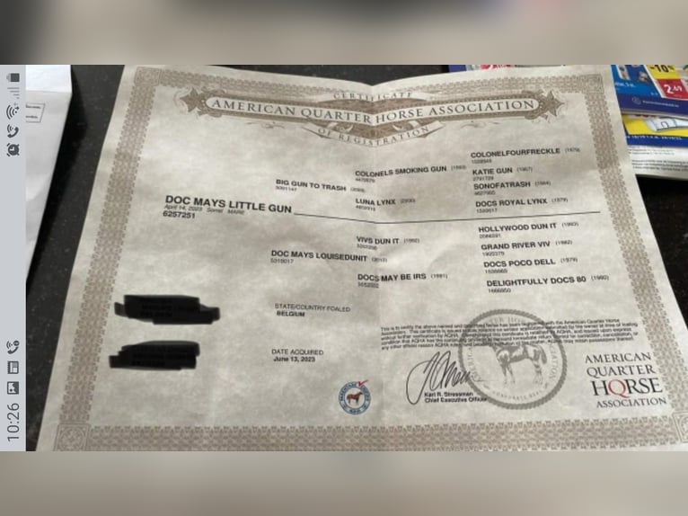 Caballo cuarto de milla Yegua 3 años Alazán in Rotstergaast