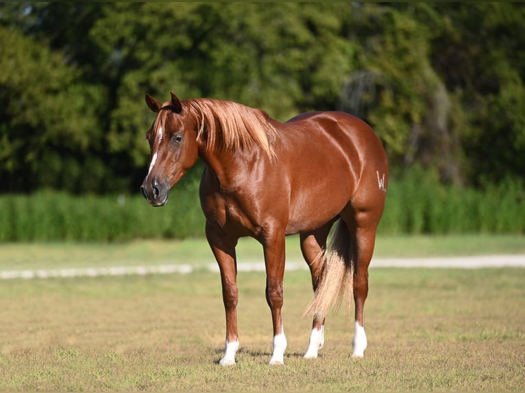 Caballo cuarto de milla Yegua 3 años Alazán rojizo in Waco