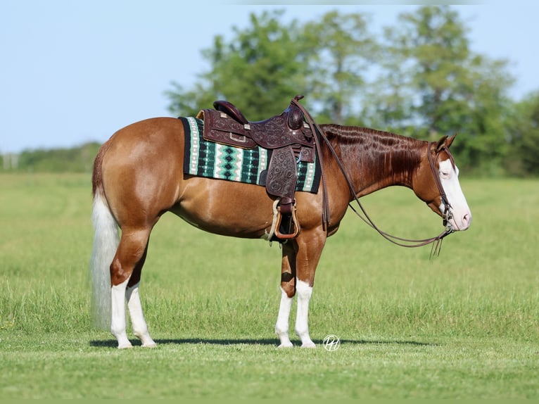 Caballo cuarto de milla Yegua 3 años Alazán rojizo in Buffalo