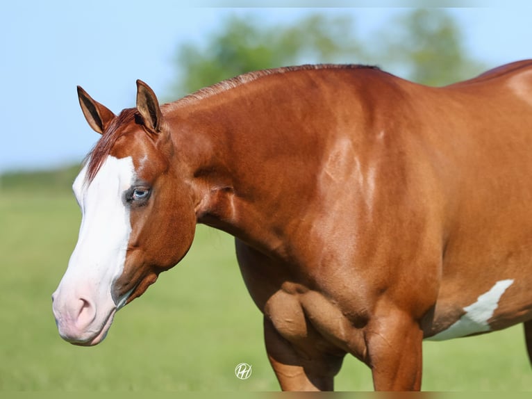 Caballo cuarto de milla Yegua 3 años Alazán rojizo in Buffalo
