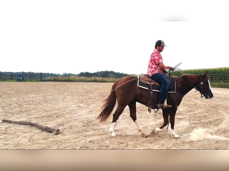 Caballo cuarto de milla Yegua 3 años Alazán rojizo in La Grange