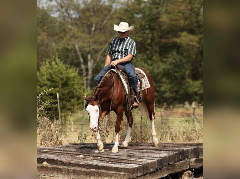 Caballo cuarto de milla Yegua 3 años Alazán rojizo in Buffalo