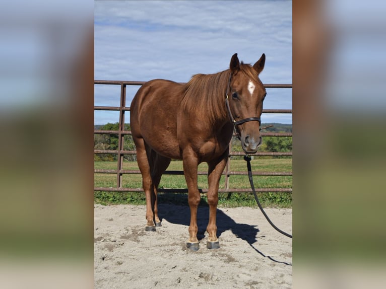 Caballo cuarto de milla Yegua 3 años Alazán rojizo in Landisburg