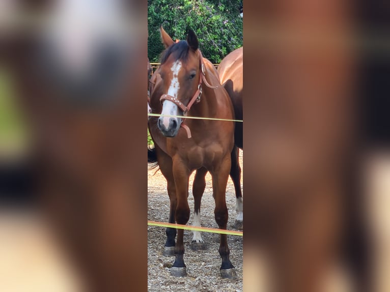 Caballo cuarto de milla Yegua 3 años Alazán-tostado in Henndorf