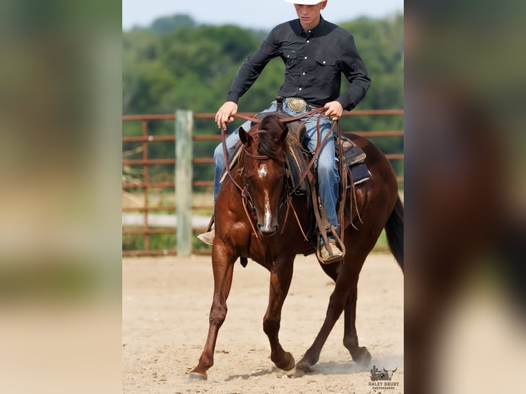Caballo cuarto de milla Yegua 3 años Alazán-tostado in Auburn