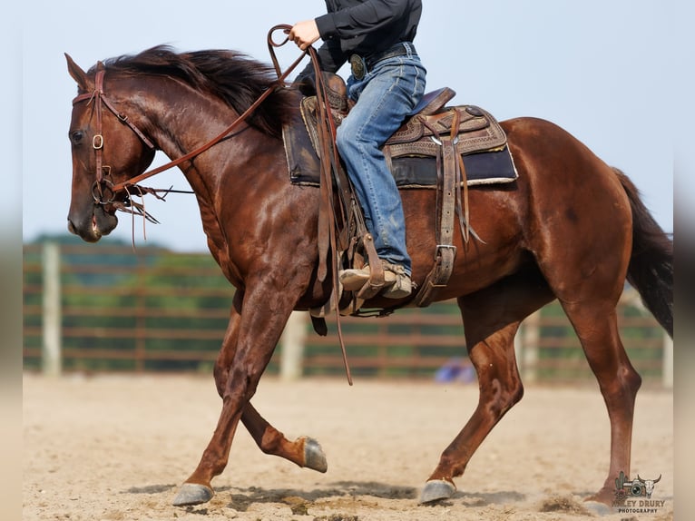 Caballo cuarto de milla Yegua 3 años Alazán-tostado in Auburn