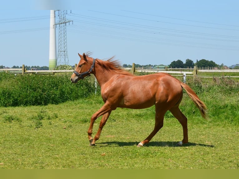 Caballo cuarto de milla Yegua 3 años Alazán in Uedem