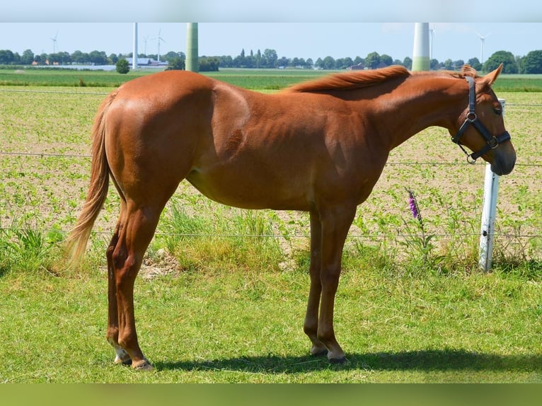 Caballo cuarto de milla Yegua 3 años Alazán in Uedem