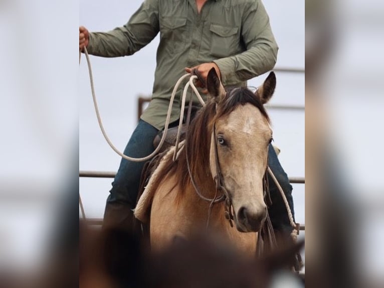 Caballo cuarto de milla Yegua 3 años Buckskin/Bayo in Graham