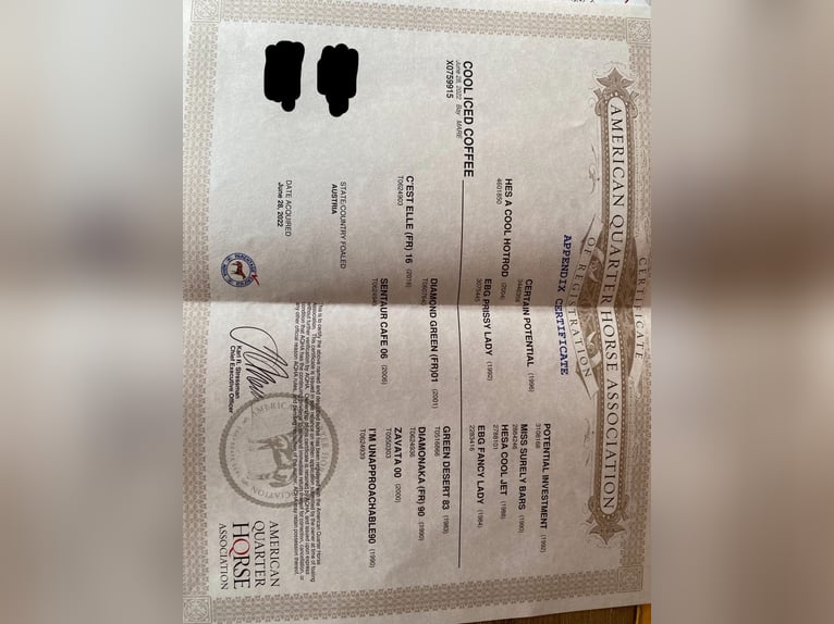 Caballo cuarto de milla Yegua 3 años Castaño in Weinern