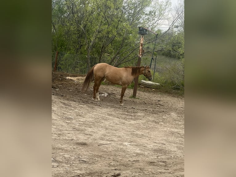 Caballo cuarto de milla Mestizo Yegua 3 años Castaño claro in Fort Worth