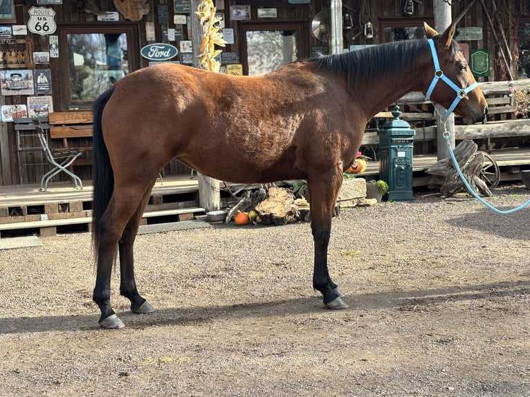 Caballo cuarto de milla Yegua 3 años Castaño in Berga-Wünschendorf