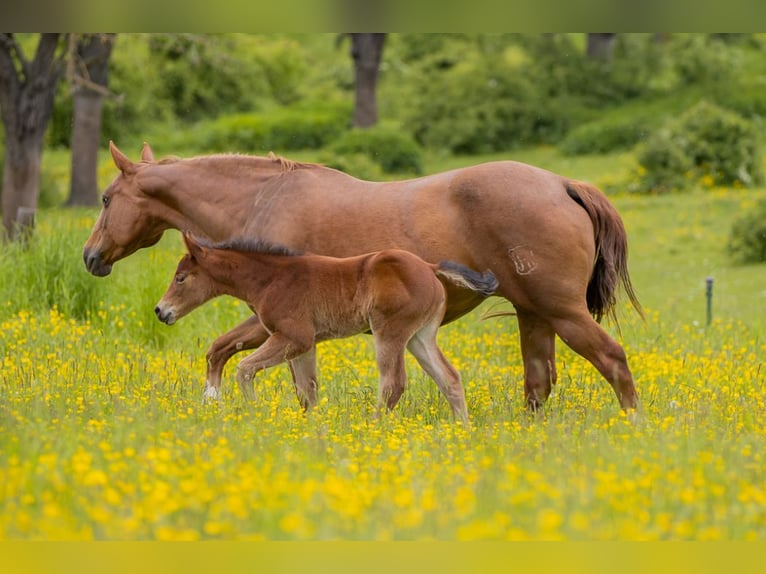 Caballo cuarto de milla Yegua 3 años Castaño in Berga-Wünschendorf