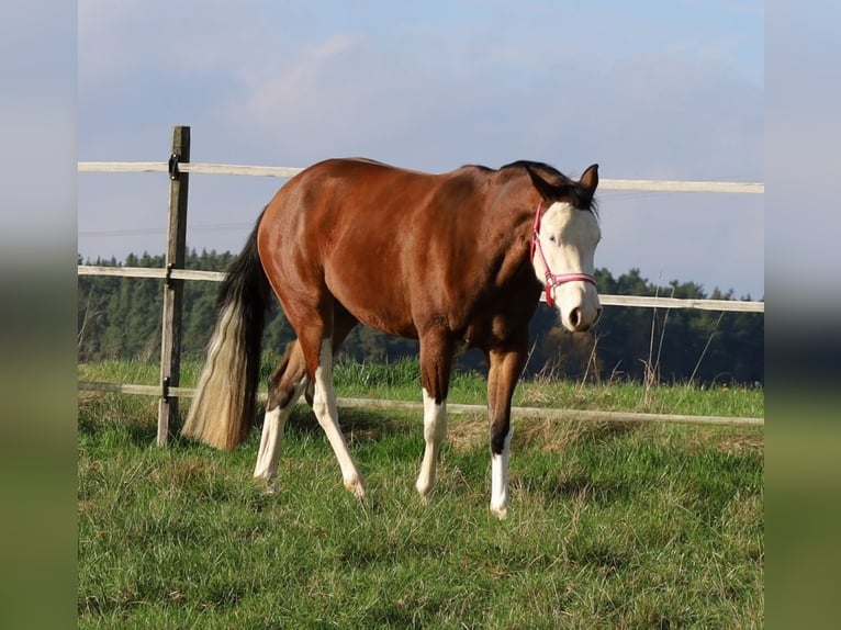 Caballo cuarto de milla Yegua 3 años Castaño in Schlammersdorf