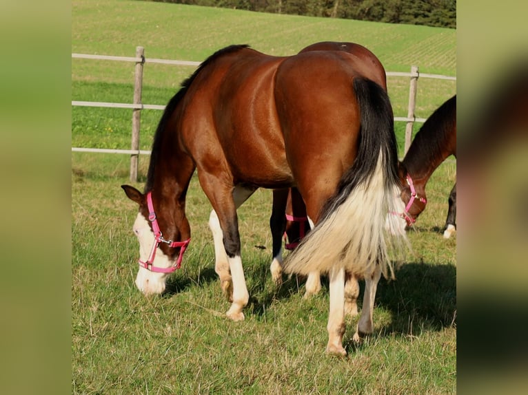 Caballo cuarto de milla Yegua 3 años Castaño in Schlammersdorf