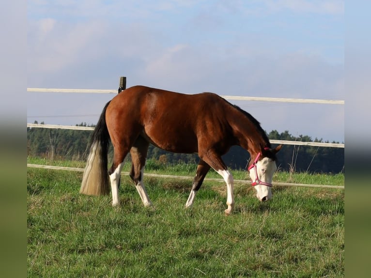 Caballo cuarto de milla Yegua 3 años Castaño in Schlammersdorf