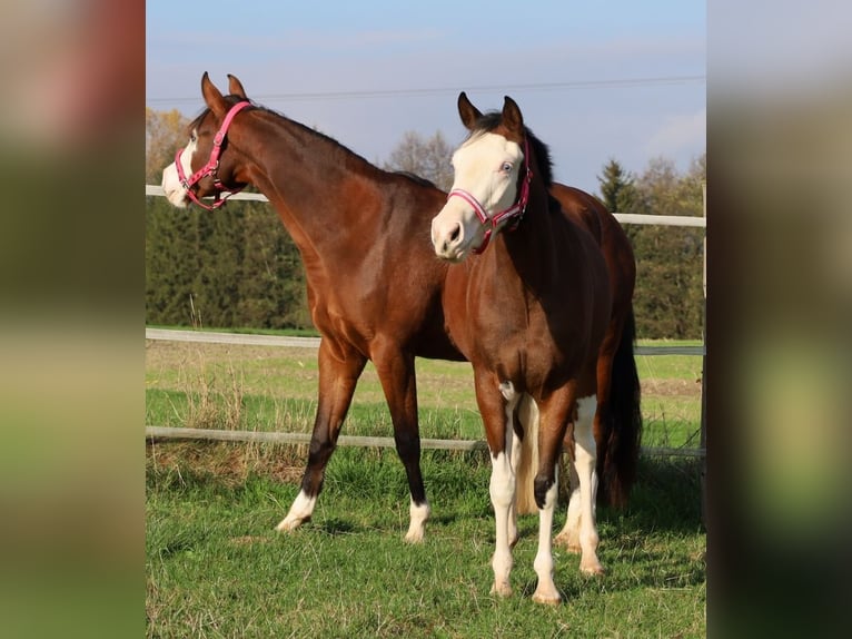 Caballo cuarto de milla Yegua 3 años Castaño in Schlammersdorf