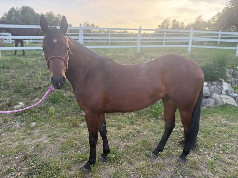 Caballo cuarto de milla Yegua 3 años Castaño rojizo in Banská Štiavnica