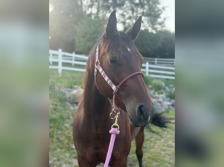 Caballo cuarto de milla Yegua 3 años Castaño rojizo in Banská Štiavnica