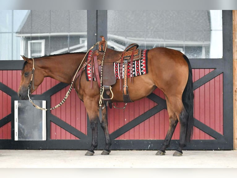 Caballo cuarto de milla Yegua 3 años Castaño rojizo in Rebersburg