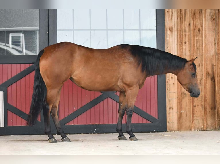 Caballo cuarto de milla Yegua 3 años Castaño rojizo in Rebersburg