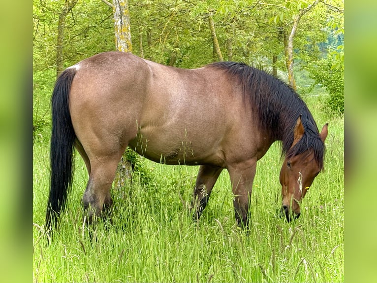 Caballo cuarto de milla Yegua 3 años Castaño-ruano in Rimini