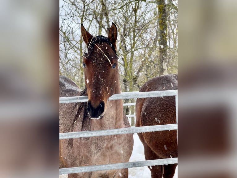 Caballo cuarto de milla Yegua 3 años Castaño-ruano in Rimini