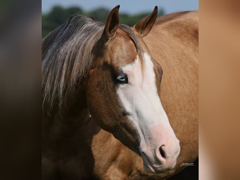 Caballo cuarto de milla Yegua 3 años Palomino in Buffalo