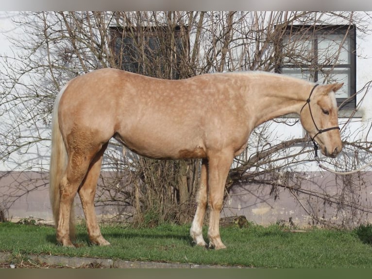 Caballo cuarto de milla Yegua 3 años Palomino in Laubach