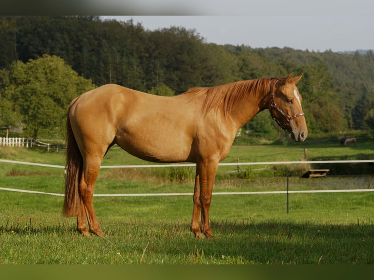 Caballo cuarto de milla Yegua 3 años Red Dun/Cervuno in Erbach