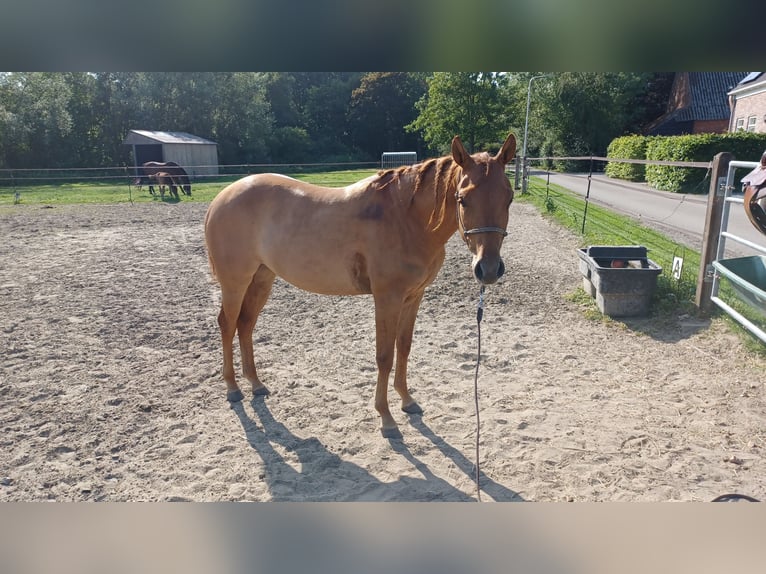 Caballo cuarto de milla Yegua 3 años Red Dun/Cervuno in Vogelwaarde