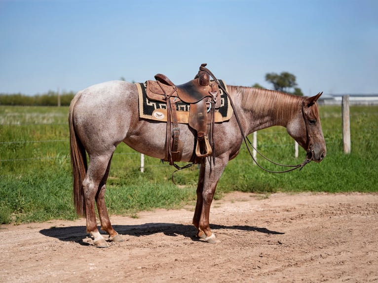 Caballo cuarto de milla Yegua 3 años Ruano alazán in Amarillo