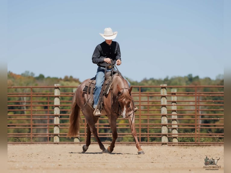 Caballo cuarto de milla Yegua 3 años Ruano alazán in Auburn
