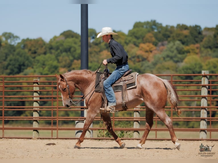 Caballo cuarto de milla Yegua 3 años Ruano alazán in Auburn