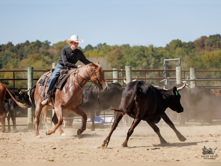 Caballo cuarto de milla Yegua 3 años Ruano alazán in Auburn