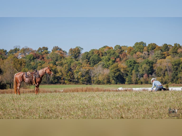 Caballo cuarto de milla Yegua 3 años Ruano alazán in Auburn