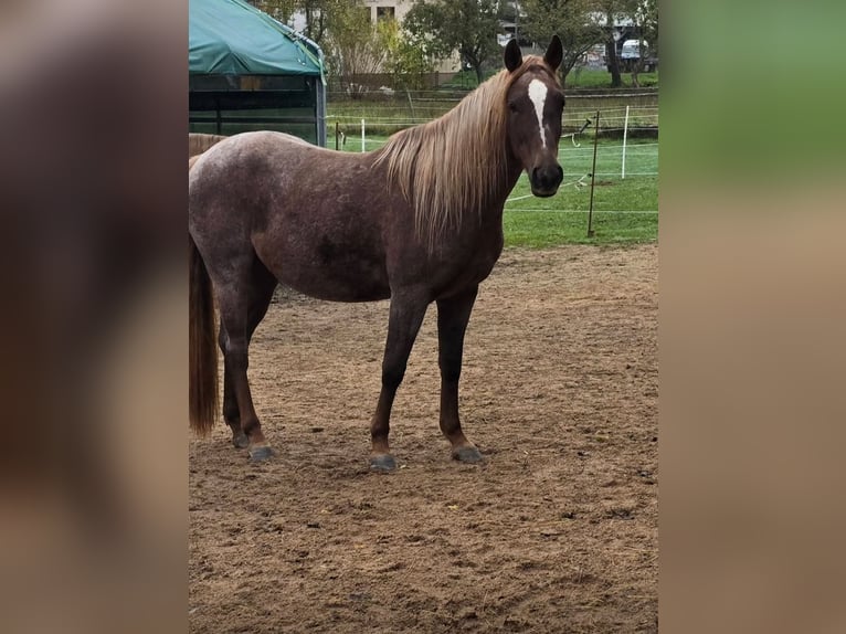 Caballo cuarto de milla Yegua 4 años 135 cm Ruano alazán in Oberthulba