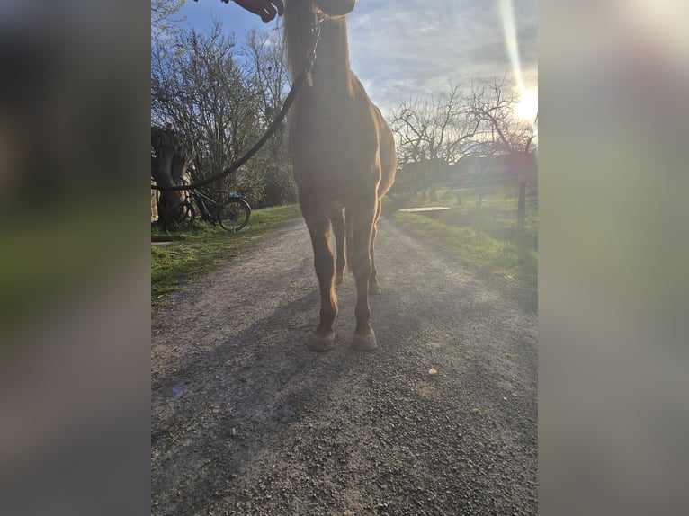 Caballo cuarto de milla Yegua 4 años 135 cm Ruano alazán in Oberthulba