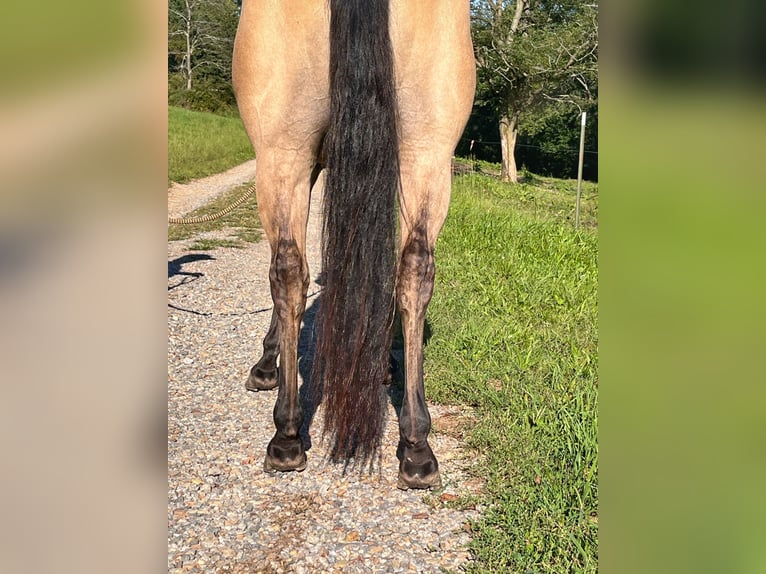 Caballo cuarto de milla Yegua 4 años 142 cm Bayo in Mayport