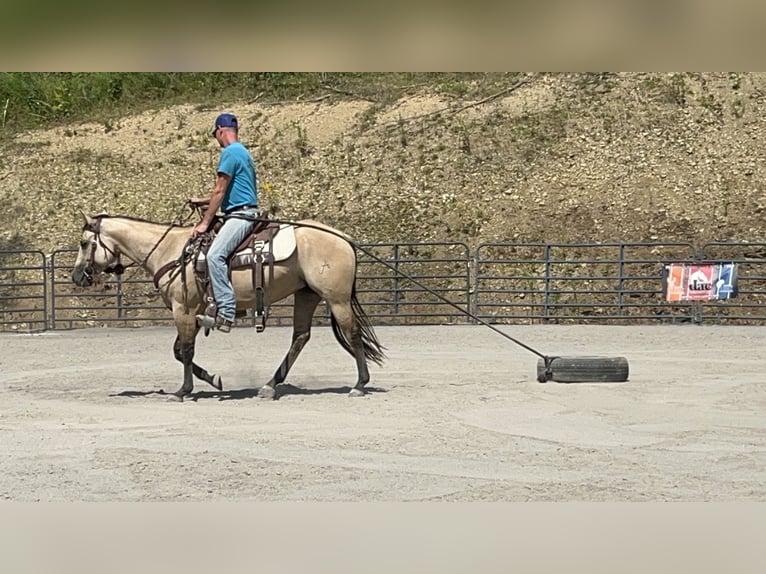 Caballo cuarto de milla Yegua 4 años 142 cm Bayo in Mayport